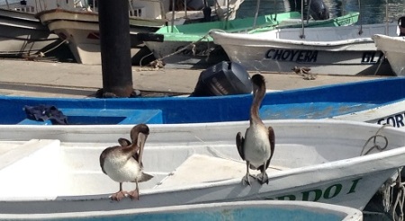 blog388_phpelicans